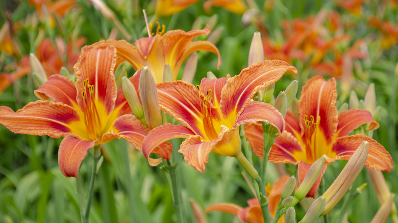 Close up of orange daylilies