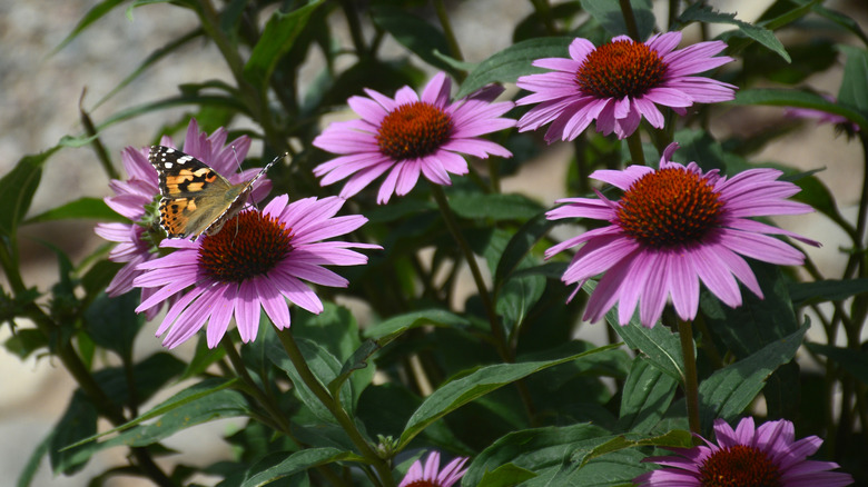 Butterfly on echinacea
