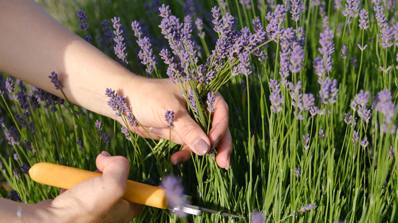 Hands harvesting lavender blooms