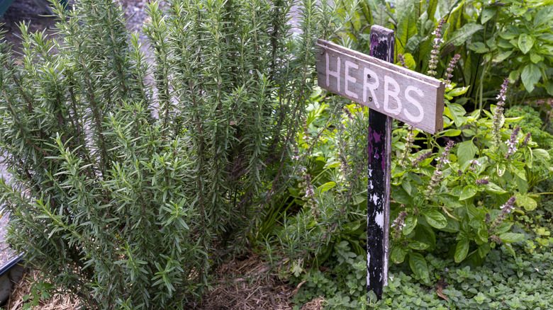 Rosemary and basil in garden bed with herbs sign