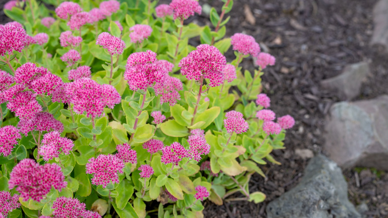 Upright sedum in flower bed