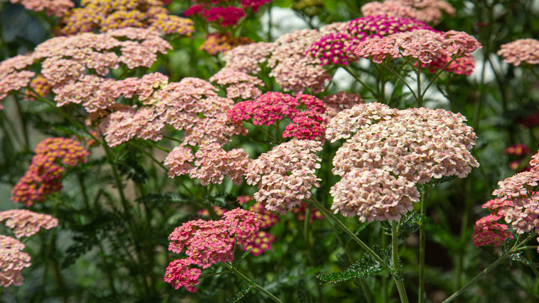 Close up of pink yarrow flowers