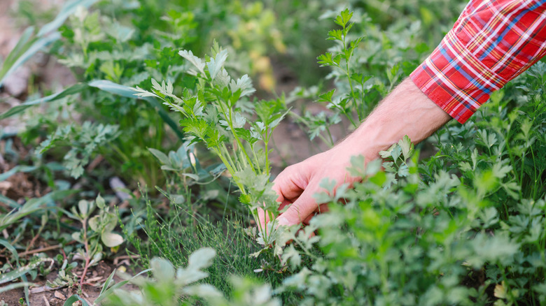 Person's hand reaching into a garden bed to harvest parsley.