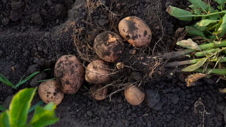 Harvested potatoes lying on soil.