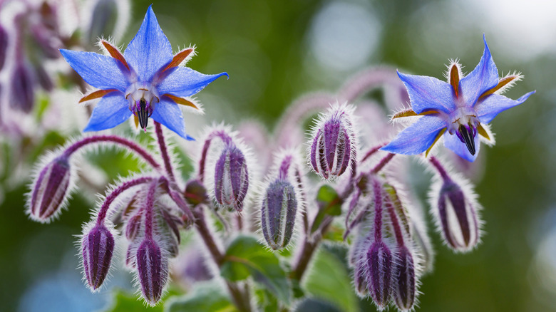 A borage plant with two blooming blue flowers