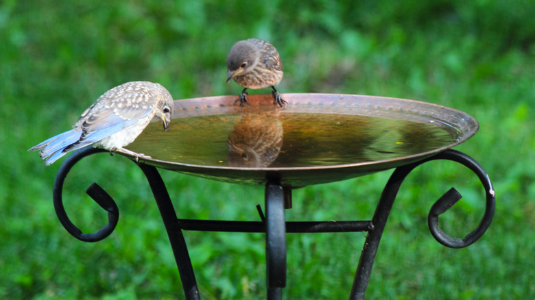 Small birds bathing in a birdbath