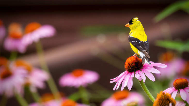 Goldfinch on a purple coneflower