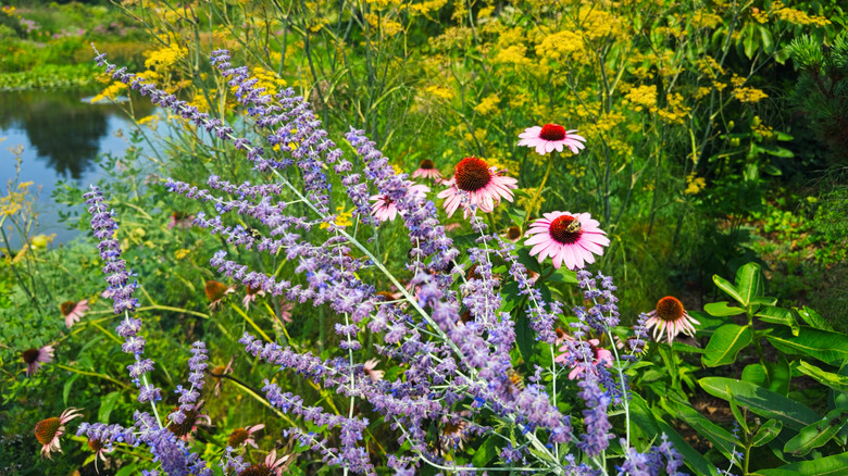 Coneflowers and lavender companion planted