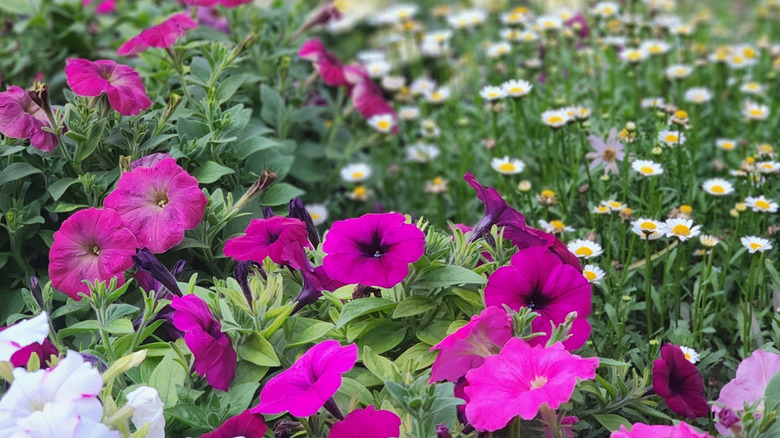 Petunia flowers and daisies grown beside each other