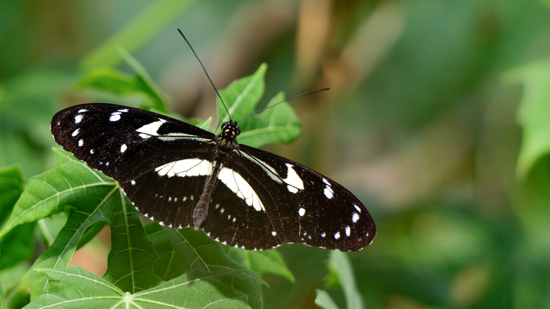 Black and white butterfly on garden leaf