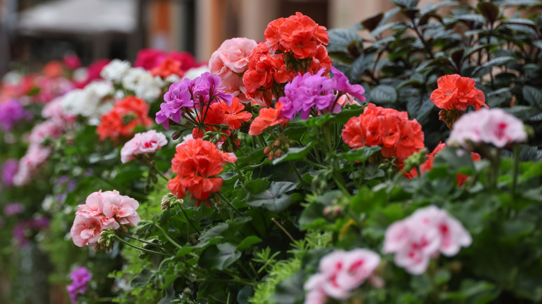 bright pink and red hardy geranium flowers in bloom