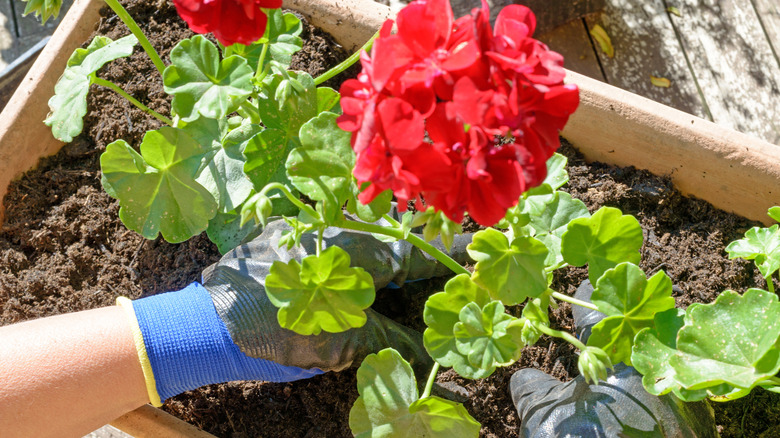 person  planting the geraniums for summer garden
