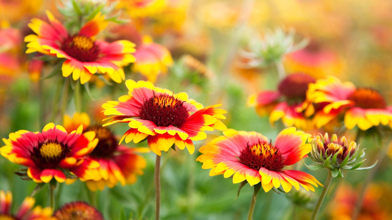 Close-up of multiple red and yellow blanket flower blooms