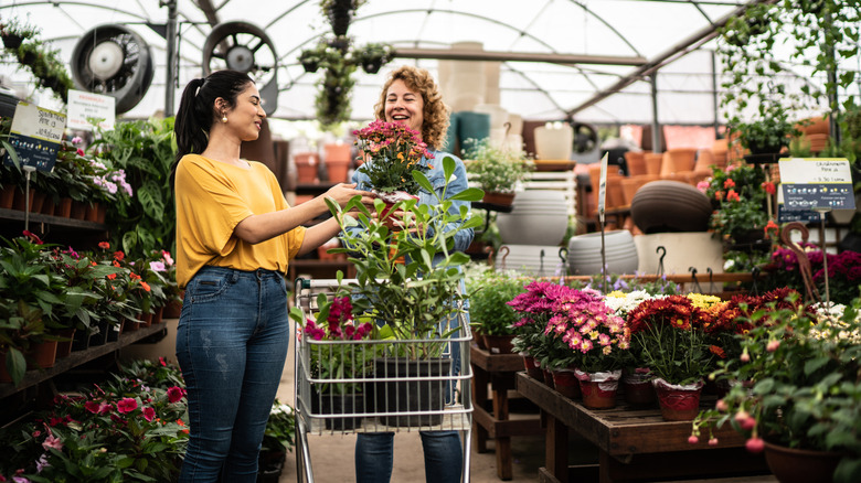 Two women shopping for flowering plants at a garden center