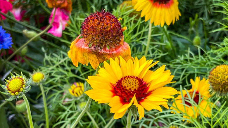 Yellow blanket flower blooms in garden bed