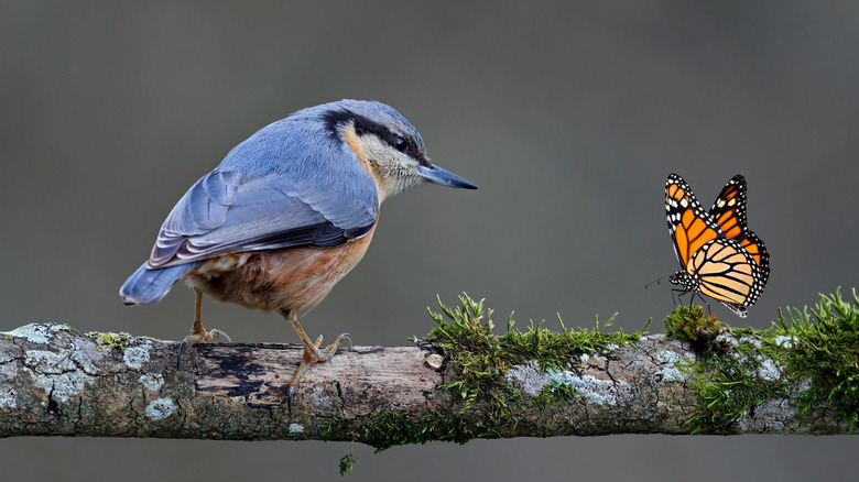 Bird and butterfly on tree branch