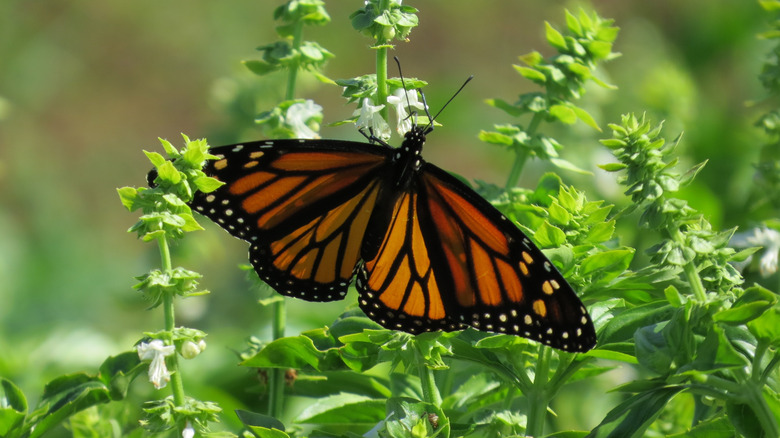 A monarch butterfly on a flowering basil plant