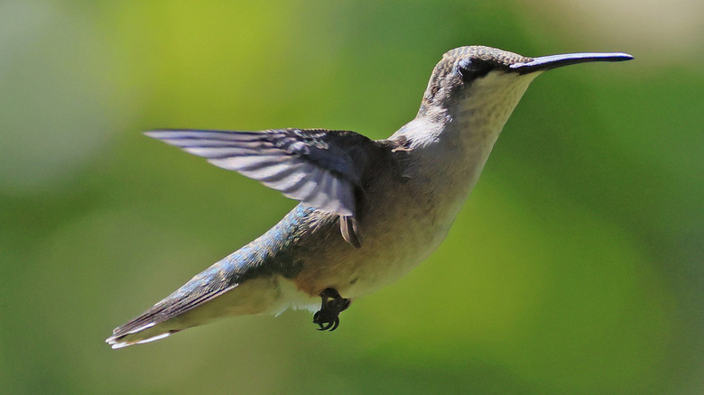 A female ruby-throated hummingbird in flight