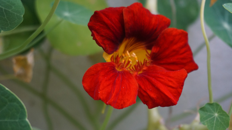 Close-up of 'Empress of India' flower