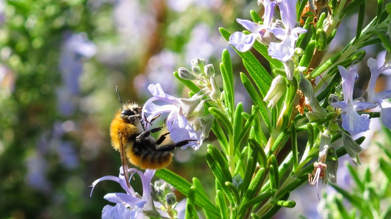 A close-up of a bee on a blooming rosemary plant