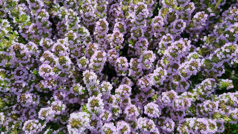 An overhead shot of purple thyme plants blooming