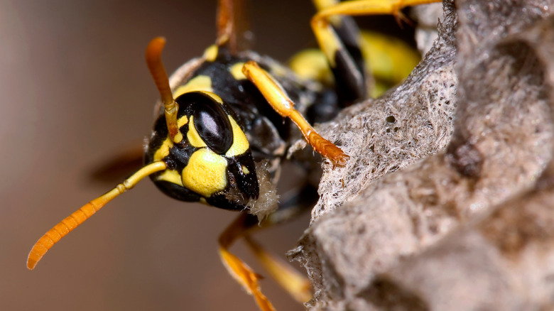 Closeup on a wasp