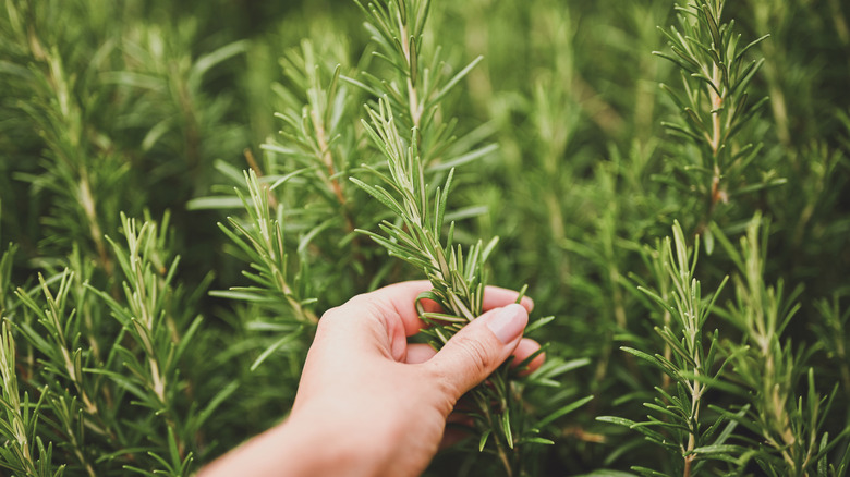 Hand holding rosemary plant