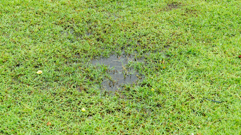 lawn with soggy wet patches