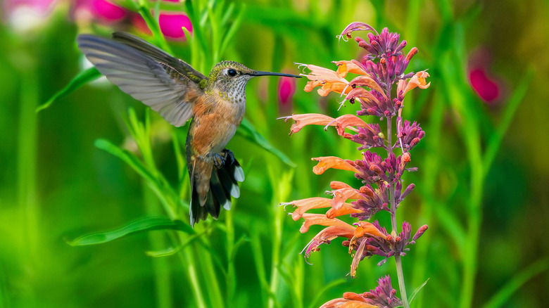 A hummingbird sipping nectar from a hummingbird mint flower