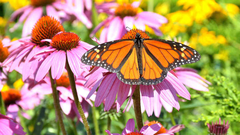 Hummingbirds And Butterflies Will Flock To Your Garden If You Plant This With Coneflowers