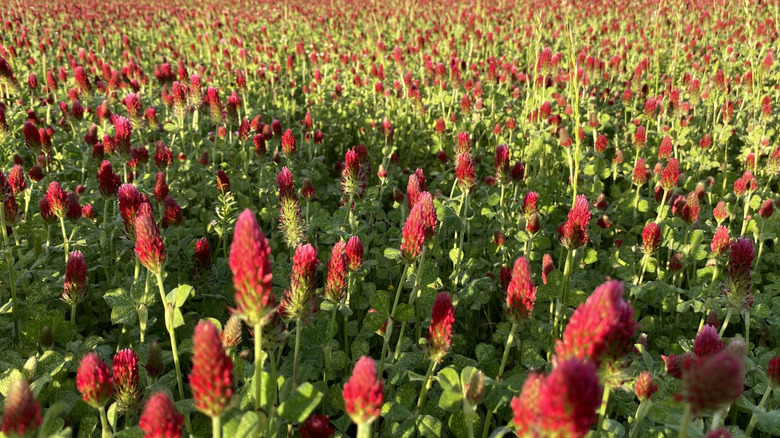 A field of crimson clover