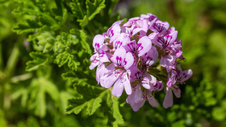 rose scented geraniums up close