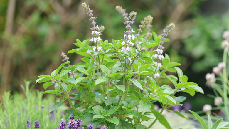 Close-up of a flowering basil plant