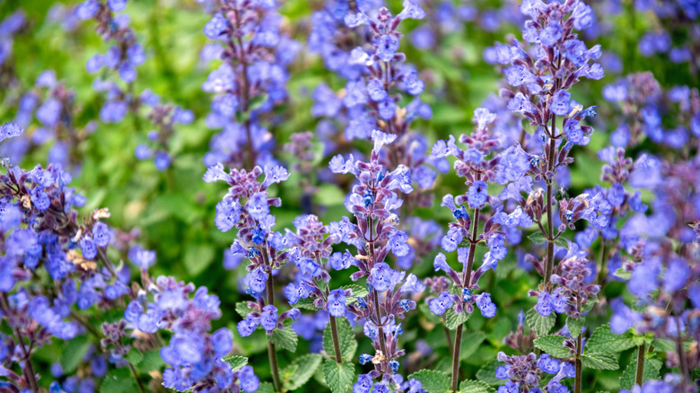 Purple catnip flowers in a garden