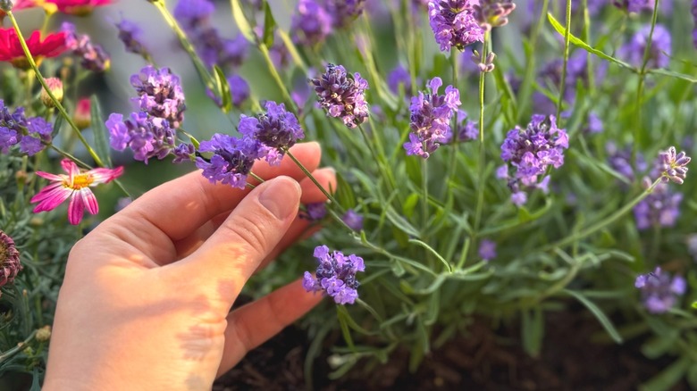 Person's hand on blooming lavender plant in the garden