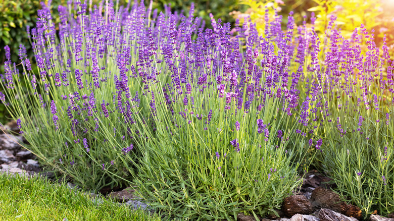 Lavender plants blooming in a garden
