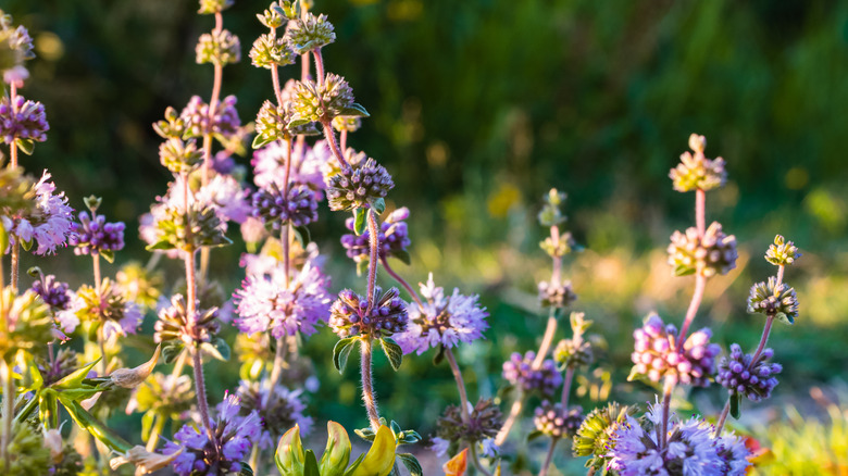 Purple pennyroyal flowers in a sunny garden