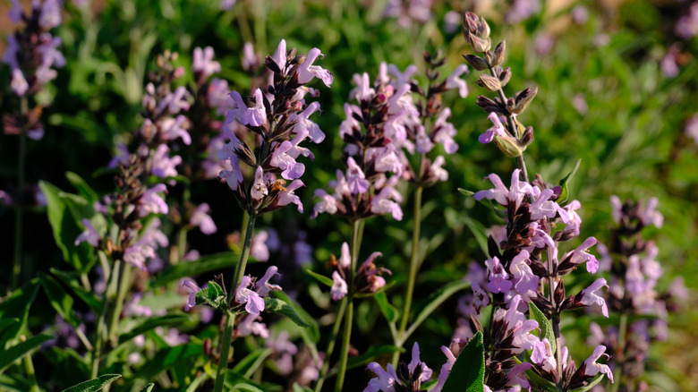Pink sage flowers in bloom