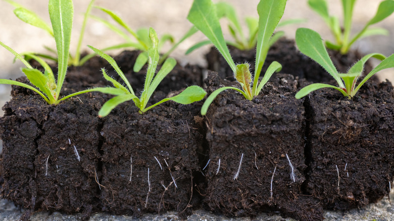 seedlings growing in soil blocks instead of plastic trays