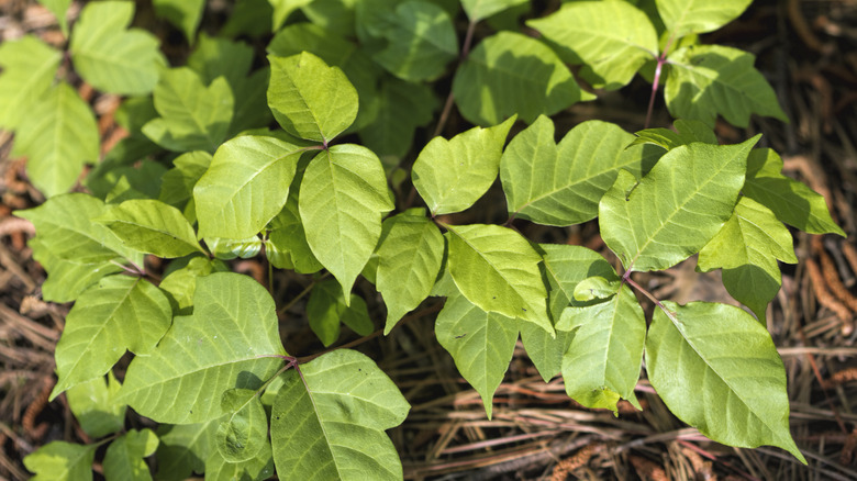 Poison oak leaves on a vine up close
