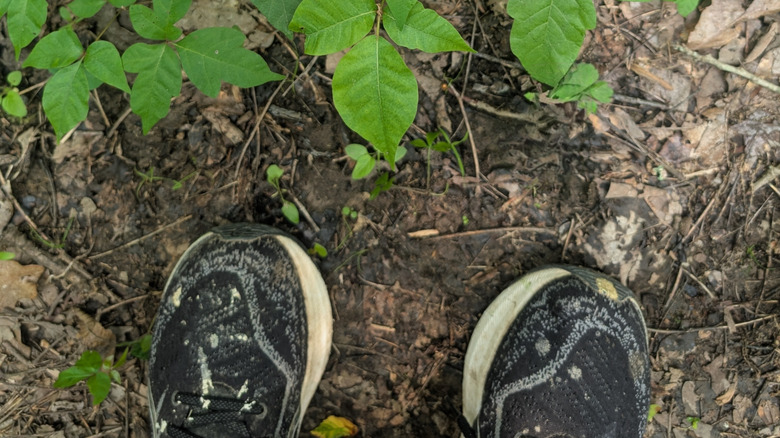 A runner's black shoes stopped in front of poison ivy leaves on ground