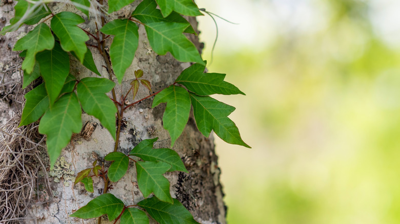 Close-up of poison ivy climbing up a tree