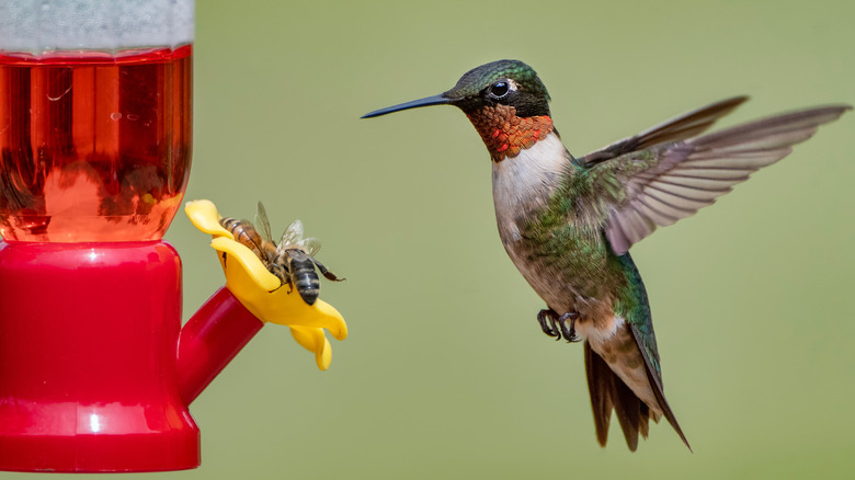 hummingbird hovering over a feeder that bees have taken over as they suck nectar from a port.