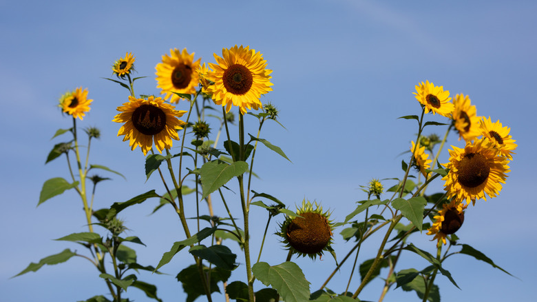 group of tall yellow sunflowers