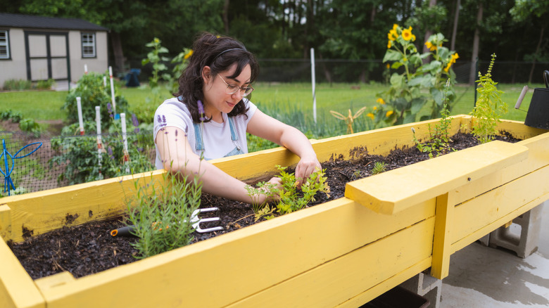 Woman planting in wooden box garden