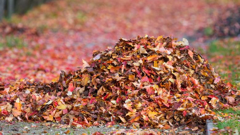 A pile of dried leaves in fall