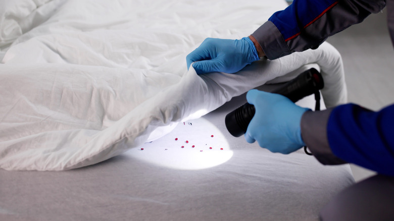 Gloved hands shining a flashlight on bugs on a mattress surface, underneath a comforter