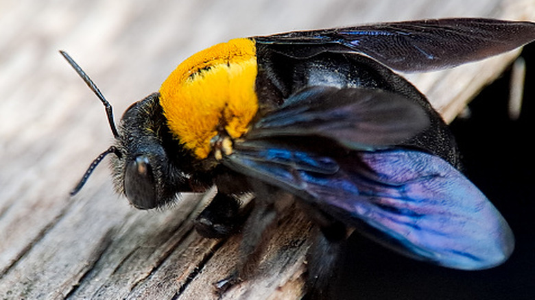 A striking carpenter bee exhibits iridescent wings and a yellow thorax on weathered wood outdoors