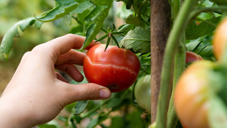 Cracked tomato plant