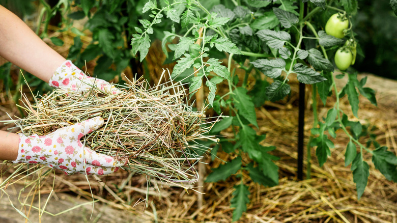 Gardener mulching tomato plant with straw